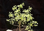 Backlit Tree in The Narrows