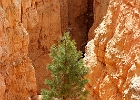 Wall Street Tree