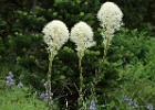 Bear Grass - xerophyllum tenax