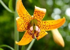 Columbia Lily - lilium columbianum