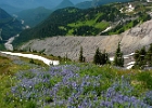 Fields of Lupines