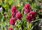 Magenta Paintbrush - castilleja parviflora