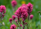 Magenta Paintbrush