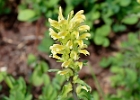 Mt. Rainier Lousewort - pedicularis rainierensis