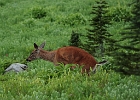 Mt. Rainier Poopin' Deer