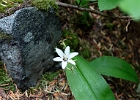 Queen Cup - clintonia uniflora