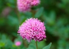 Rosy Spirea - spiraea splendens