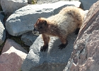 Young Marmot