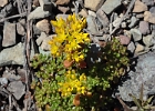 Oregon Stonecrop - sedum oreganum