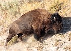 Bison