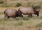 Evening Elk