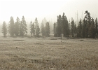 Frosty Geyser Fog