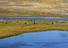 Roaming Buffalo - Hayden Valley