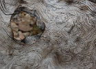 Weathered Tree Trunk - Bunsen Peak