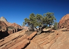 Tree in Rock