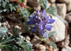 Dwarf Lupine