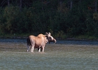 Moose calf (in harsh sunlight).