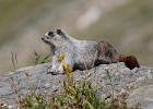 Hoary Marmot