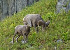 Husband and wife bighorn sheep.