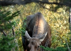 Moose in the woods.
