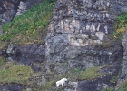Mountain Goat -- far, far away.