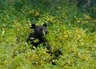 Very large black bear from 20-ft away.