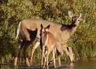 White tail derr family.