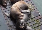 BFF California sea lions.  Don&#39;t let the puppy dog looks fool you, these guys are tough and very protective of their piece of dock.