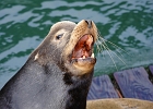 Any sea lion who approached those who have a dock spot get a very loud and voilent rebuffing.