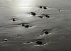 Beach pebble detail.  Near Beverly Beach, Oregon Coast.