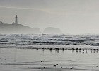 Any beach trip requires one seagull photo.  Moolack Beach, facing the Yaquina Head lighthouse.