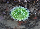Green sea anemone found in a very tiny tide pool.