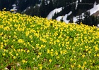Glacier Lilies on Skyline Divide.  Vast fields bloom briefly immediately after the snow melts.