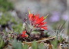 Cliff Paintbrush on the far end of Skyline Divide.