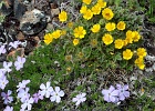 Spreading Phlox and Shrubby Cinquefoil... and one lady bug. Skyline Divide.