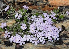 Phlox in Rocks.  Found in large, rocky flats where Skyline Divide ends and Chowder Ridge begins.