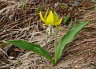 Cloud cover provides filtered, even light to capture the classic Glacier Lily on Skyline Divide.
