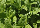 False Hellabore (a.k.a Corn Lily) foliage.  Highly toxic to animals and insects alike, but recent research indicates promise in cancer killing drugs.