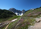 CASCADE PASS / SAHALE ARM / SAHALE GLACIER. Plenty of heather and just a touch of lupine at my favorite section of Sahale Arm trail.  Mix-up, Cascade, Johannesburg peaks form a wall behind.