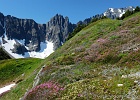 Another view, just because I like it.  The flowers will peak over the next few weeks.  Sahale Arm trail.