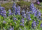Lupine just beginning to bloom; the meadows will be covered in the coming weeks.  Sahale Arm Trail.