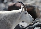 Mountain goat profile shot; Sahale summit reflected in his eye