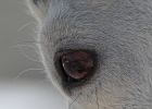 If you can see the goat&#39;s own shadow reflected in his eyeball, you may be too close.  Sahale Glacier Camp, 7600-ft.