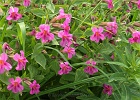 Lewis&#39;s Monkeyflower in abundance.  Hidden Lake Peaks trail.