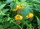 More Columbia (or TIger) Lilies than I&#39;ve ever seen in one area -- here are just a few as the mosquitoes were beginning to dine.  Hidden Lake Peaks Trail.