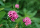 Raining, but worth stopping to capture the Rosy Spiraea shrub.  The slope was covered with them, but the thunder was getting closer, time to move...