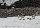 Mountain goats getting up and starting to move off, looking for breakfast (or avoiding hikers that will arrive during the rest of the day).