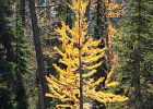 CUTTHROAT PASS HIKE: A 110-mile drive and a cold 10-mile hike to see the Golden Larches in their fall color... but I missed 95% of the gold needles.