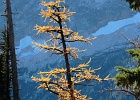 Heading down toward Cutthroat Lake, a mature tree is highlighted against the shaded ridge.
