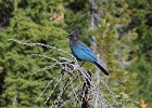A Stellar Jay watches the odd human staring at pine needles, most of which were on the forest floor.